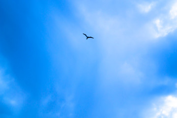 Blue sky with white clouds and a flying bird.