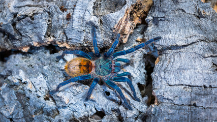Blue tarantula sitting on the corkbark - obrazy, fototapety, plakaty