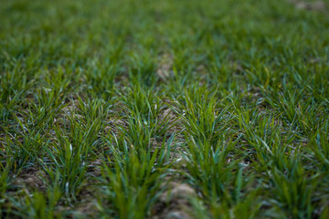 Young green wheat seedlings growing on a field. Agricultural field on which grow immature young cereals, wheat. Wheat growing in soil. Close up on sprouting rye on a field in sunset. Sprouts of rye.