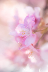 Fototapeta na wymiar Cherry Blossom, Macro, Close-up, Bokeh, Kawazu-Zakura, Sakura, O-Hanami, Izu, Japan