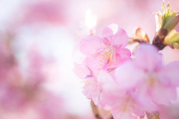 Obraz premium Cherry Blossom, Macro, Close-up, Bokeh, Kawazu-Zakura, Sakura, O-Hanami, Izu, Japan