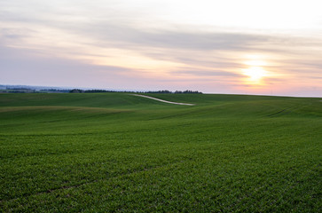 Obraz premium Young green wheat seedlings growing on a field. Agricultural field on which grow immature young cereals, wheat. Wheat growing in soil. Close up on sprouting rye on a field in sunset. Sprouts of rye.