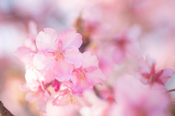 Cherry Blossom, Macro, Close-up, Bokeh, Kawazu-Zakura, Sakura, O-Hanami, Izu, Japan