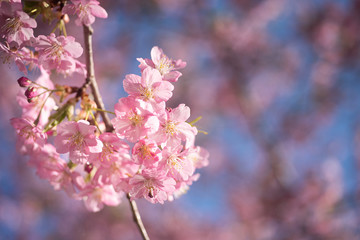 Naklejka premium Cherry Blossoms with Blue Sky, Pink and Blue