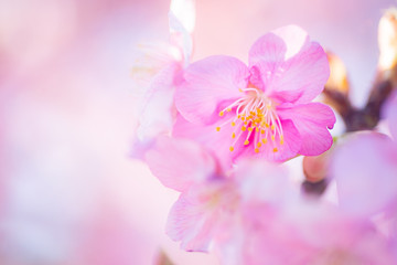 Cherry Blossom, Macro, Close-up, Bokeh, Kawazu-Zakura, Sakura, O-Hanami, Izu, Japan