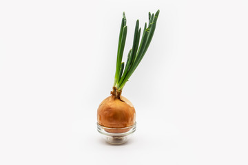 Growing green onion at home isolated in a white background. Sprouting green onions on glass plate. Healthy and natural vegetable at home without GMO