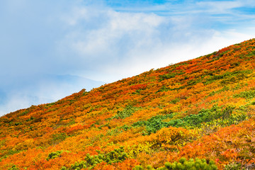 栗駒山全山紅葉　神の絨毯　山雲