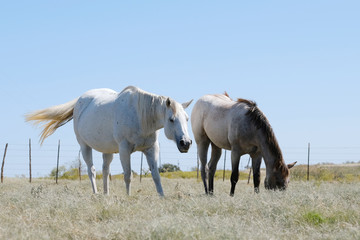Obraz premium Gray mare with foal, horses grazing in summer field with copy space on sky background.