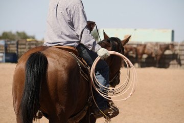Western rodeo lifestyle shows rider on bay horse with rope for team roping practice in outdoor arena. - obrazy, fototapety, plakaty