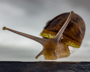 Lesma, caracol, snail