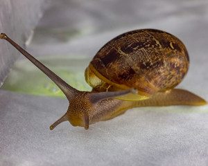 Lesma, caracol, snail