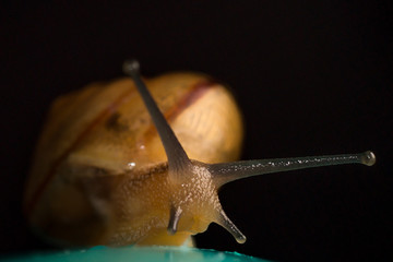 Lesma, caracol, snail