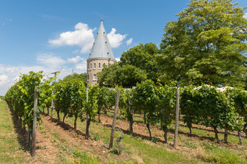 Fototapeta na wymiar Floersheimer tower in the vineyards of the Wicker district