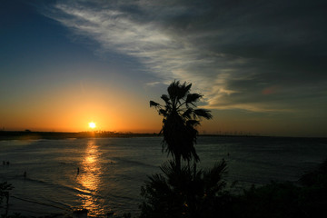 Silhouettes of trees on the sunset on the beach.
