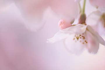 Fototapeta na wymiar cherry blossom, sakura, Kyoto, macro shot, bloom, bud, spring, Japan