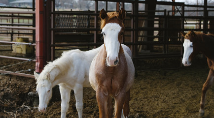 Young horses on farm, colts in rural lifestyle image.