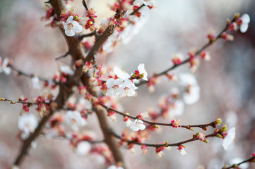 Blooming cherry in spring morning