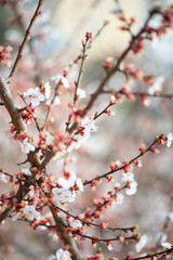 Blooming cherry in spring morning