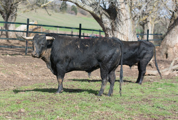 Un toro negro manchado 