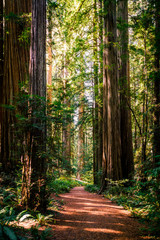 Redwood Forest Path - obrazy, fototapety, plakaty