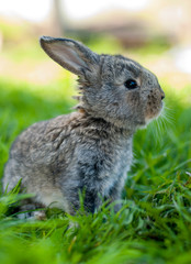 rabbit in the grass