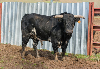 Un toro negro delante de una chapa de metal 