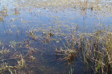 Atardecer en el campo guanajuato mexico (In the camp), country
