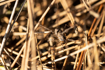 Phalangium opilio beetle macro photo among herbs. It was taken on a sunny day.
