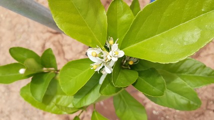 NATURALEZA, MEDIO AMBIENTE, CAMPO