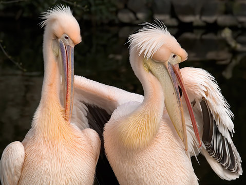 Zoophilia Bilder Durchsuchen 3,048 Archivfotos, und