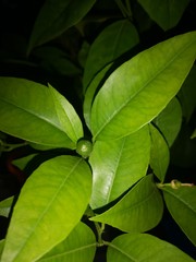 close up of green leaves