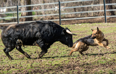 Un perro juega con un toro 