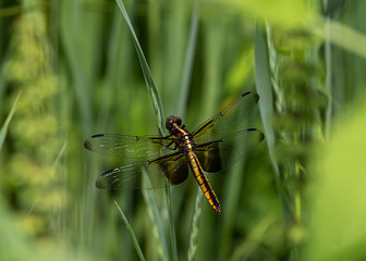dragonfly on a green stalk in the park