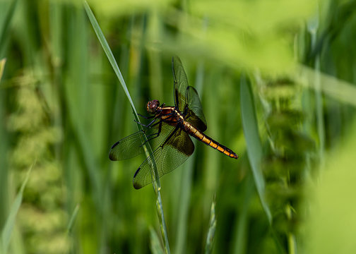 dragonfly on a green stalk in the park