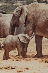 Naklejka premium elephant calf suckling