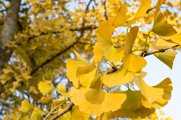 Ginkgo biloba tree and yellow leaves. Photographed on a sunny day. Close up.