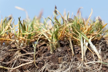Roots of annual meadow grass, Poa annua.