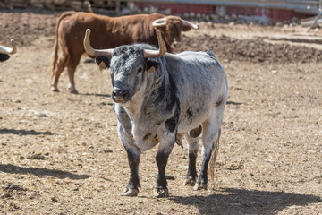 Un toro con un pelaje blanco precioso 