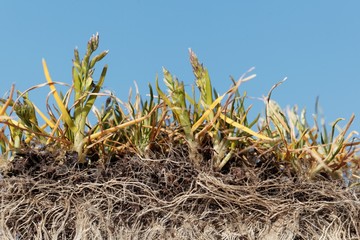 Roots of annual meadow grass, Poa annua.
