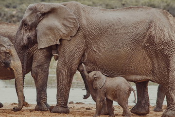 Baby elephant suckling 