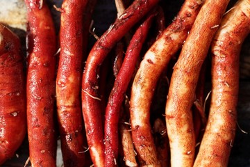 Fresh roots of red sage, Salvia miltiorrhiza