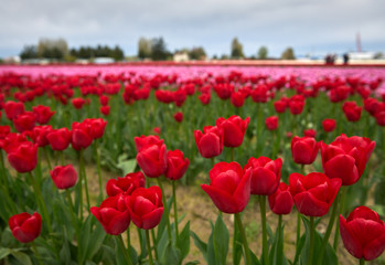Red Tulips Agriculture Field. Bright, red tulips at their peak in a field.

