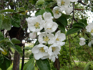 spring blooming delicate white flowers apple trees on a blurred background