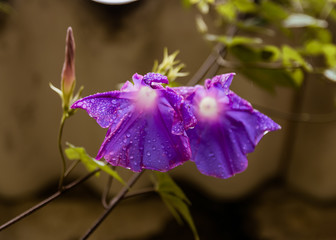 Violet flower after a rain