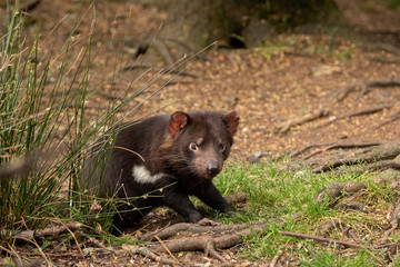 A Tasmanian devil in a wooded area