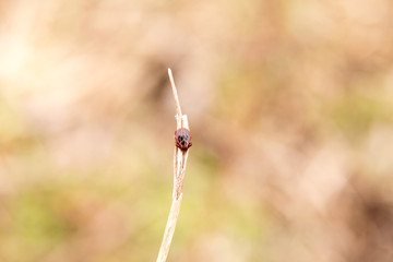 Dangerous parasites on the stick