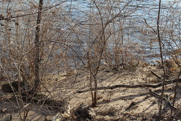 dead tree in the forest