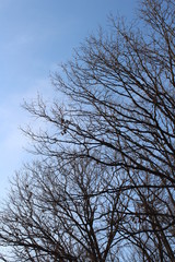 tree and sky