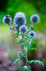 Bee sitting on the plant