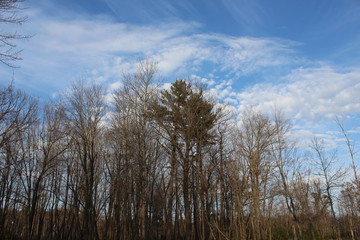 trees and sky